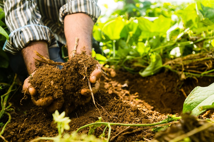 Mauritius - Climate smart agriculture for small holders
